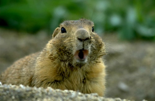 Ground Squirrel Bryce Canyon NP