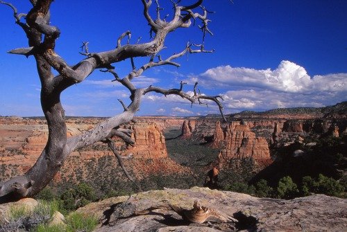 Colorado National Monument