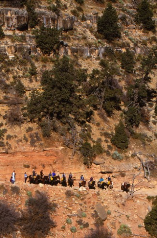Mule Ride Grand Canyon South Rim