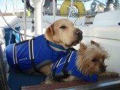 Pet-life-vests-Lake-Powell-Country