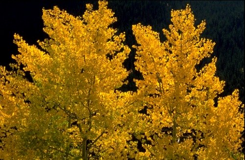 Aspens Walnut Canyon National Monument